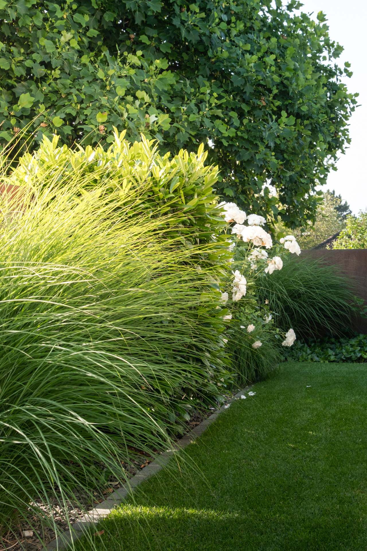 Hohe Gräser und Hortensien in einem Garten mit absolut blickdichter Hecke und gepflegtem Rasen. 