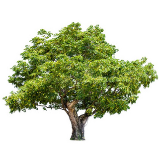 Sustainablevalidato Rs