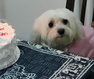 Dogo