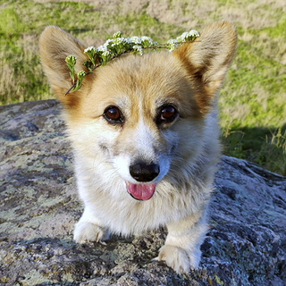 Corgi Node