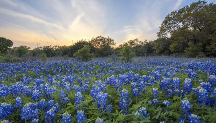 What “authentically Texan” looks like