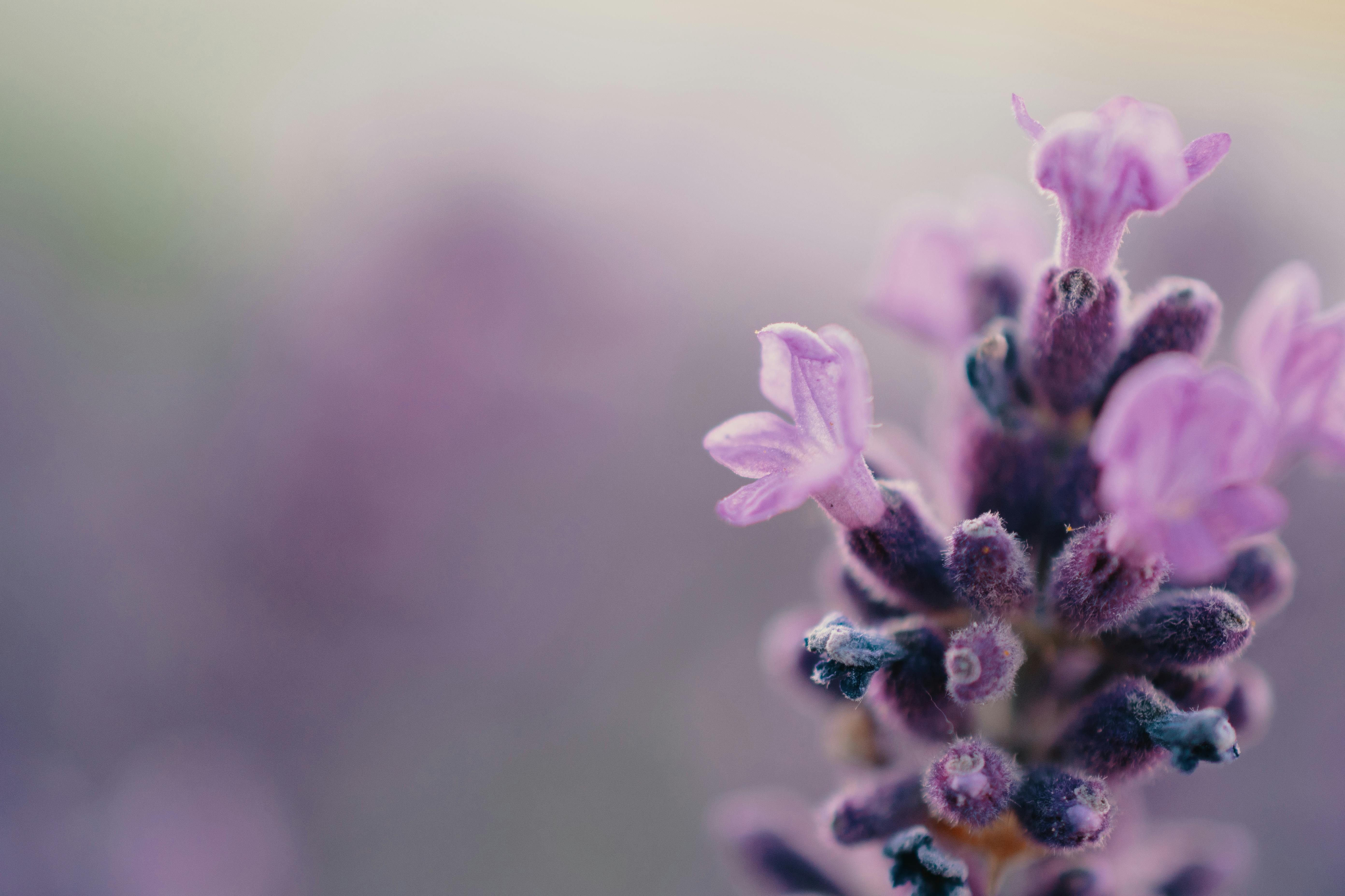 Soft lavender blooms in gentle sunlight, evoking calm, grounding, and mindful awareness.