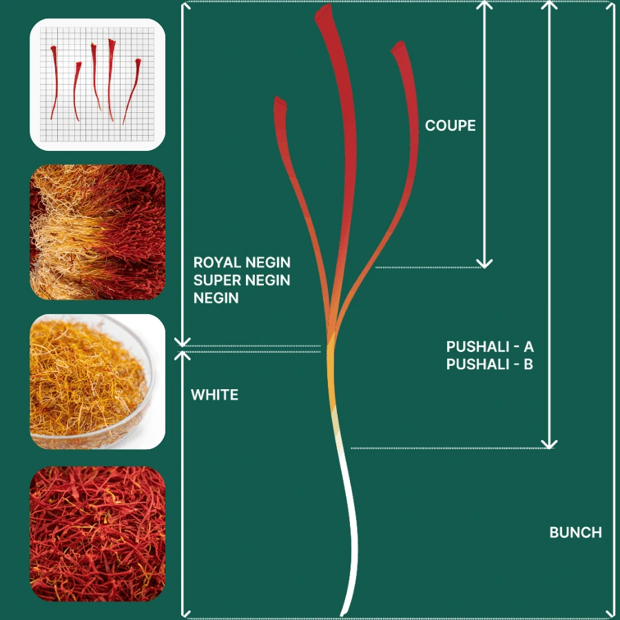 Buy Bulk Saffron Types