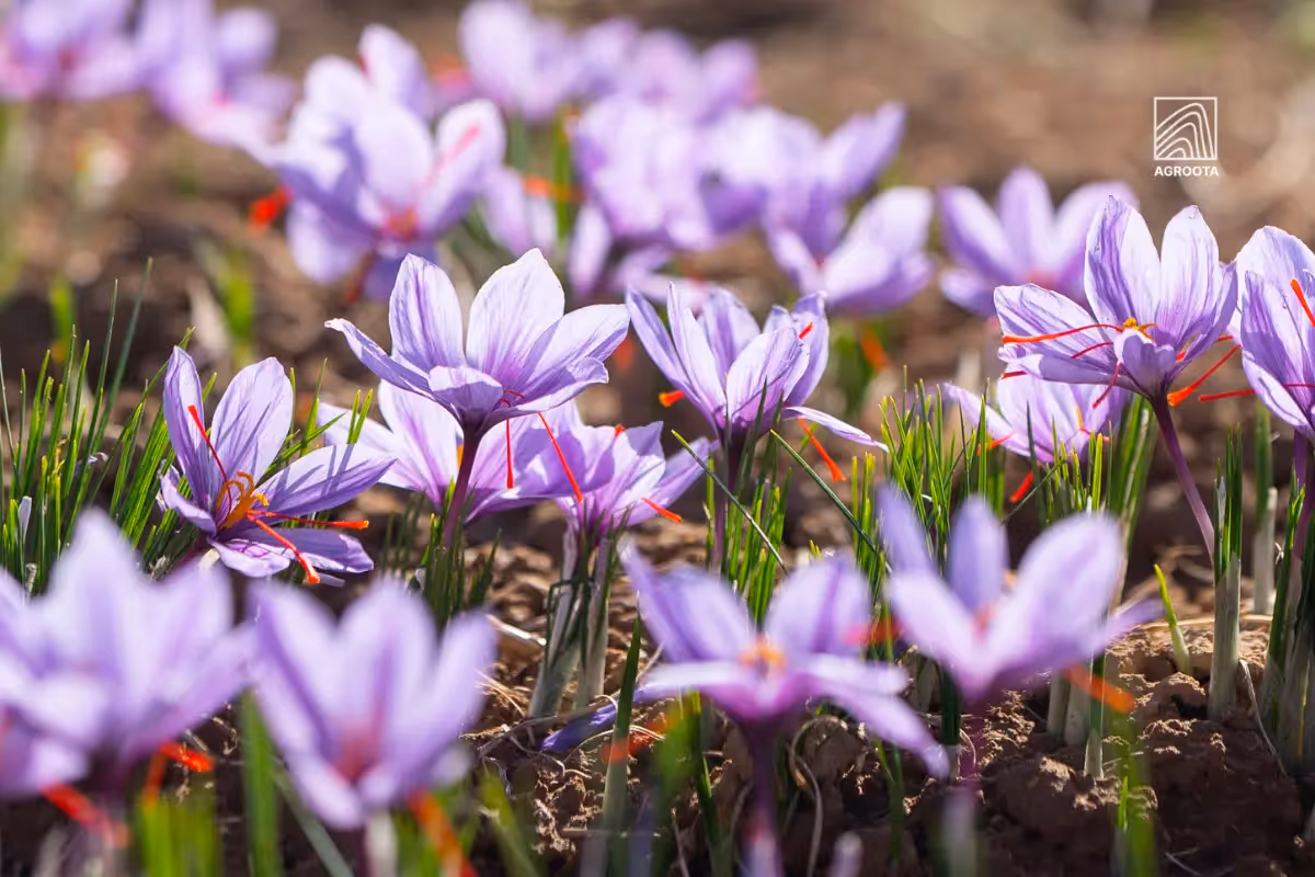 What Is Saffron? A Complete Guide to Origin, Uses, Grades, and Quality