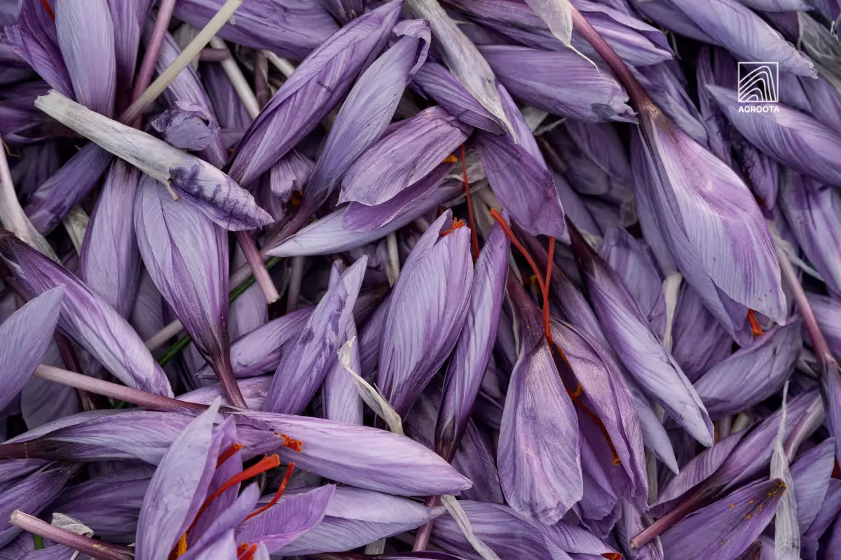 saffron flower