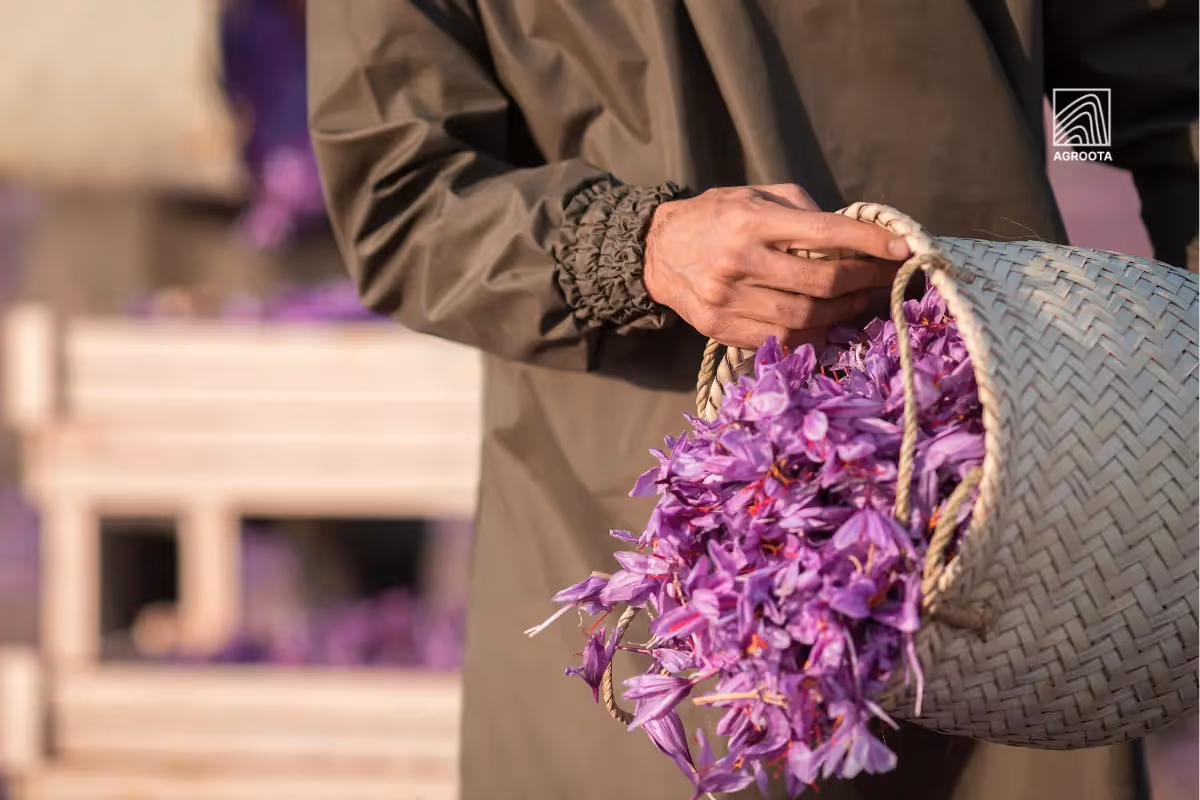 Where Does Saffron Come From