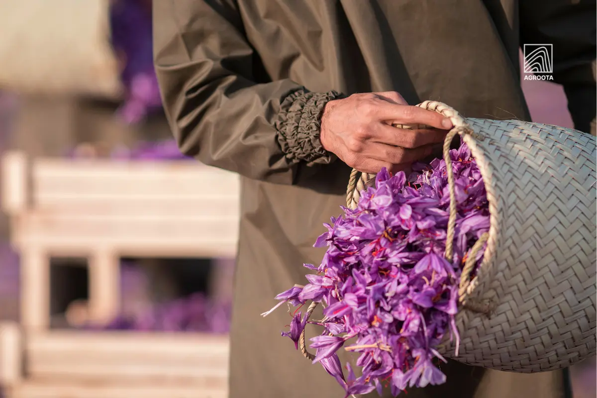 Where Does Saffron Come From