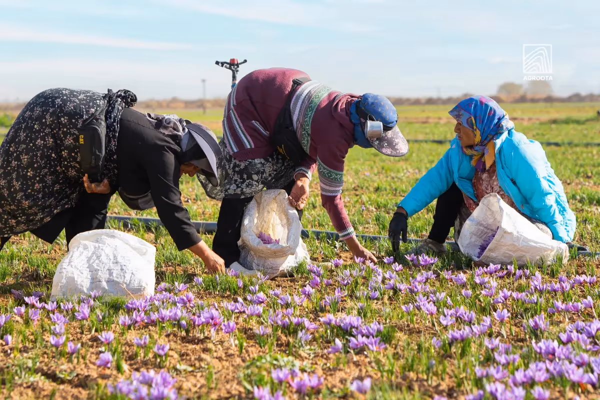 Saffron harvesting
