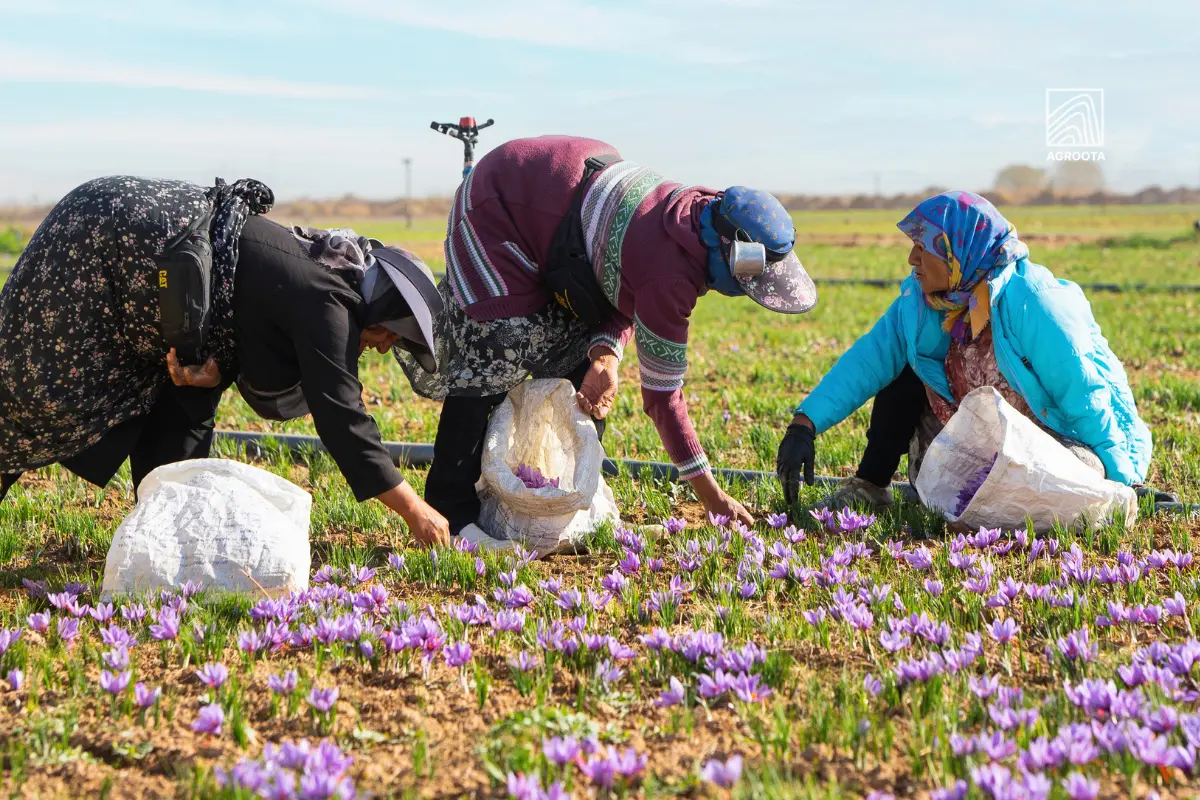 Saffron harvesting