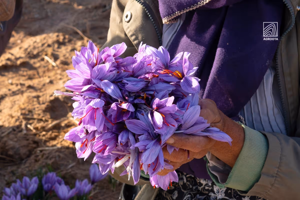 Saffron Flavor Variations & Perceptions