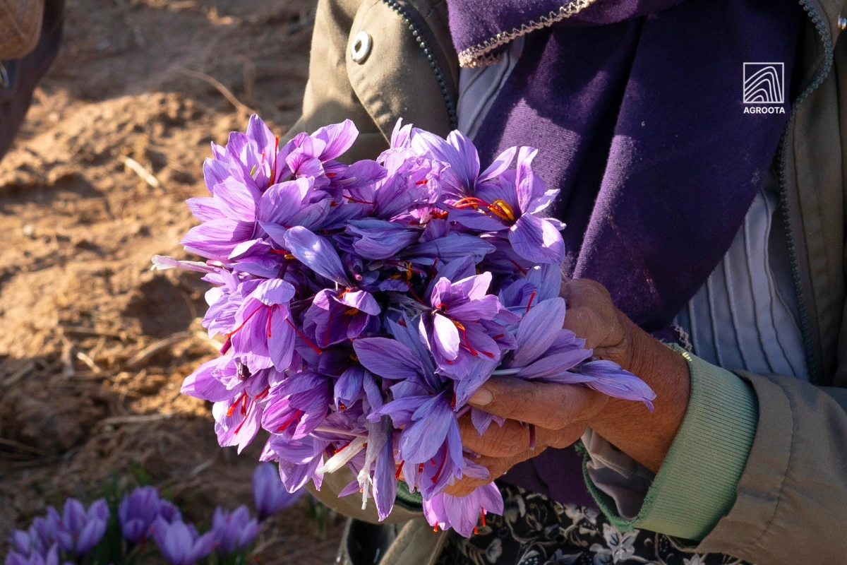 Saffron Flavor Variations & Perceptions