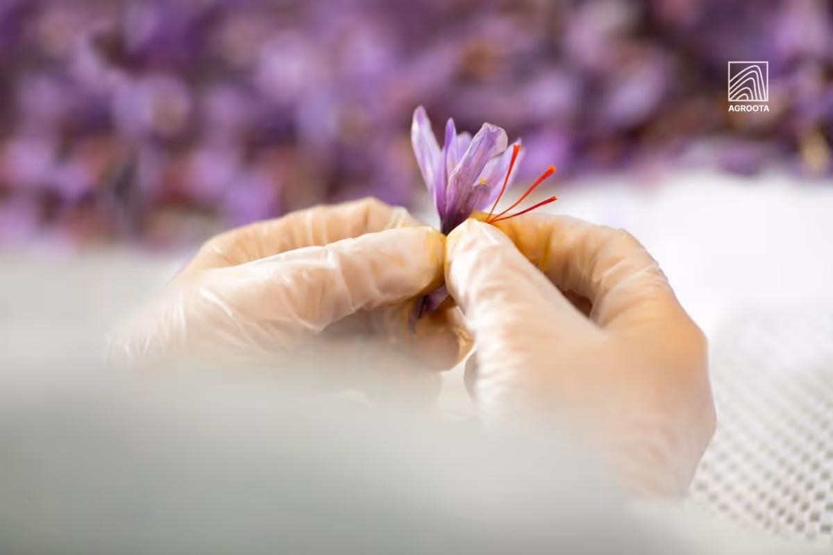 Agroota Saffron