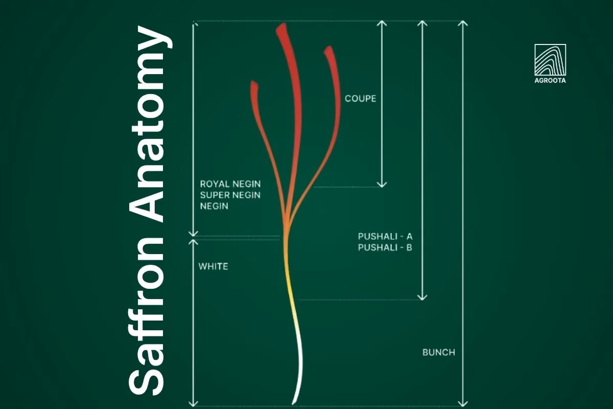 saffron anatomy