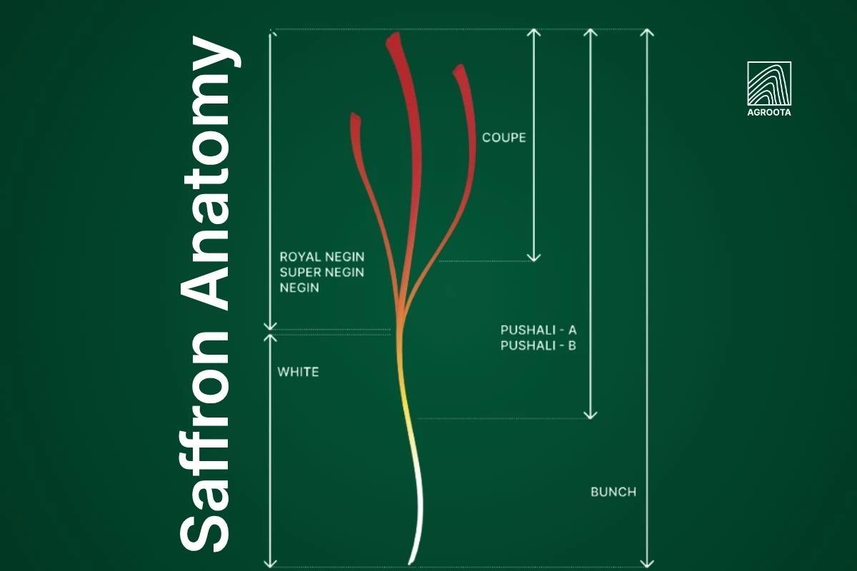 saffron anatomy