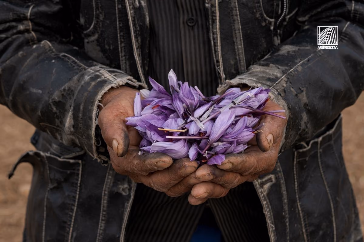 What Is the Source of Saffron?