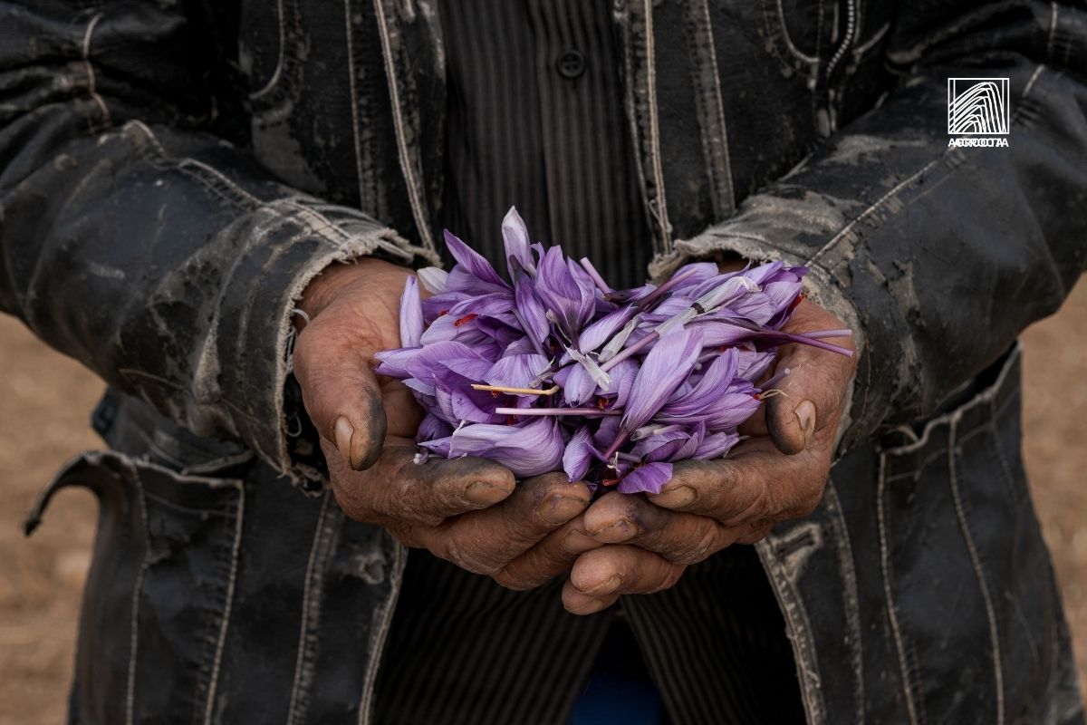 What Is the Source of Saffron?