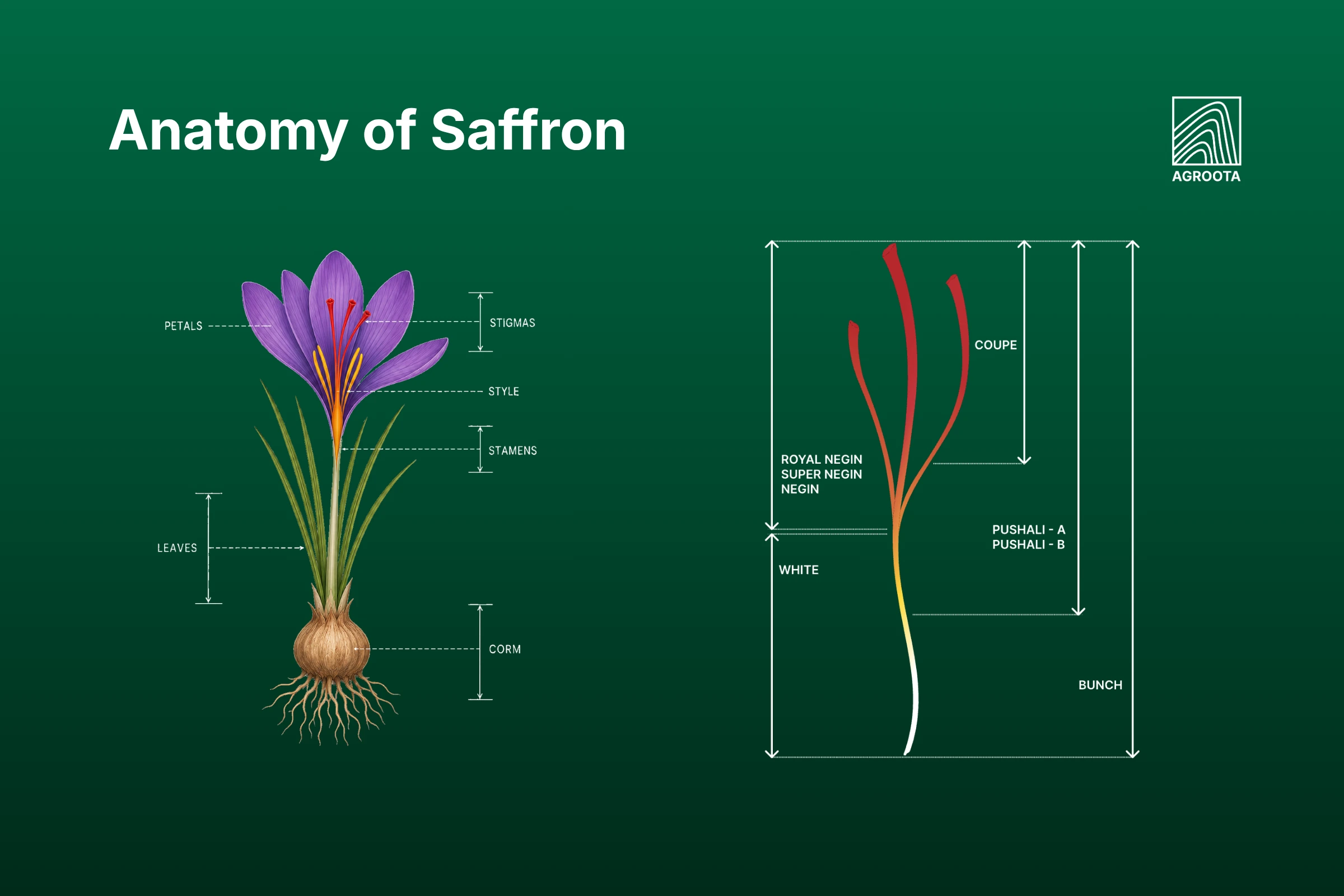 saffron anatomy