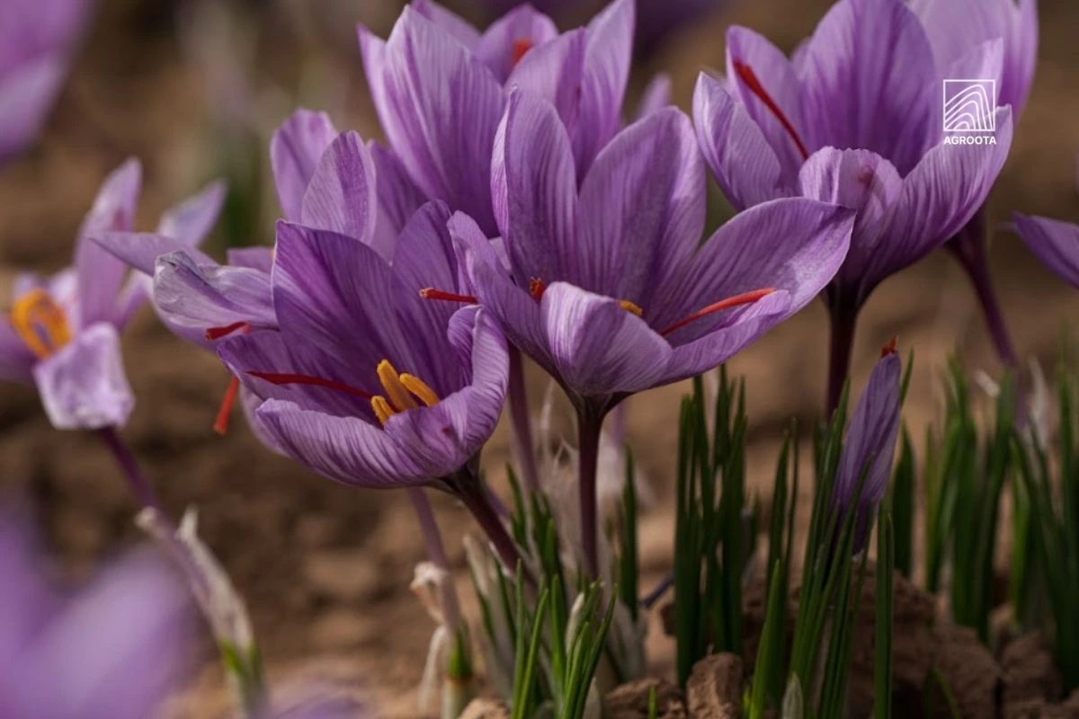 Why Is Saffron So Expensive? 
