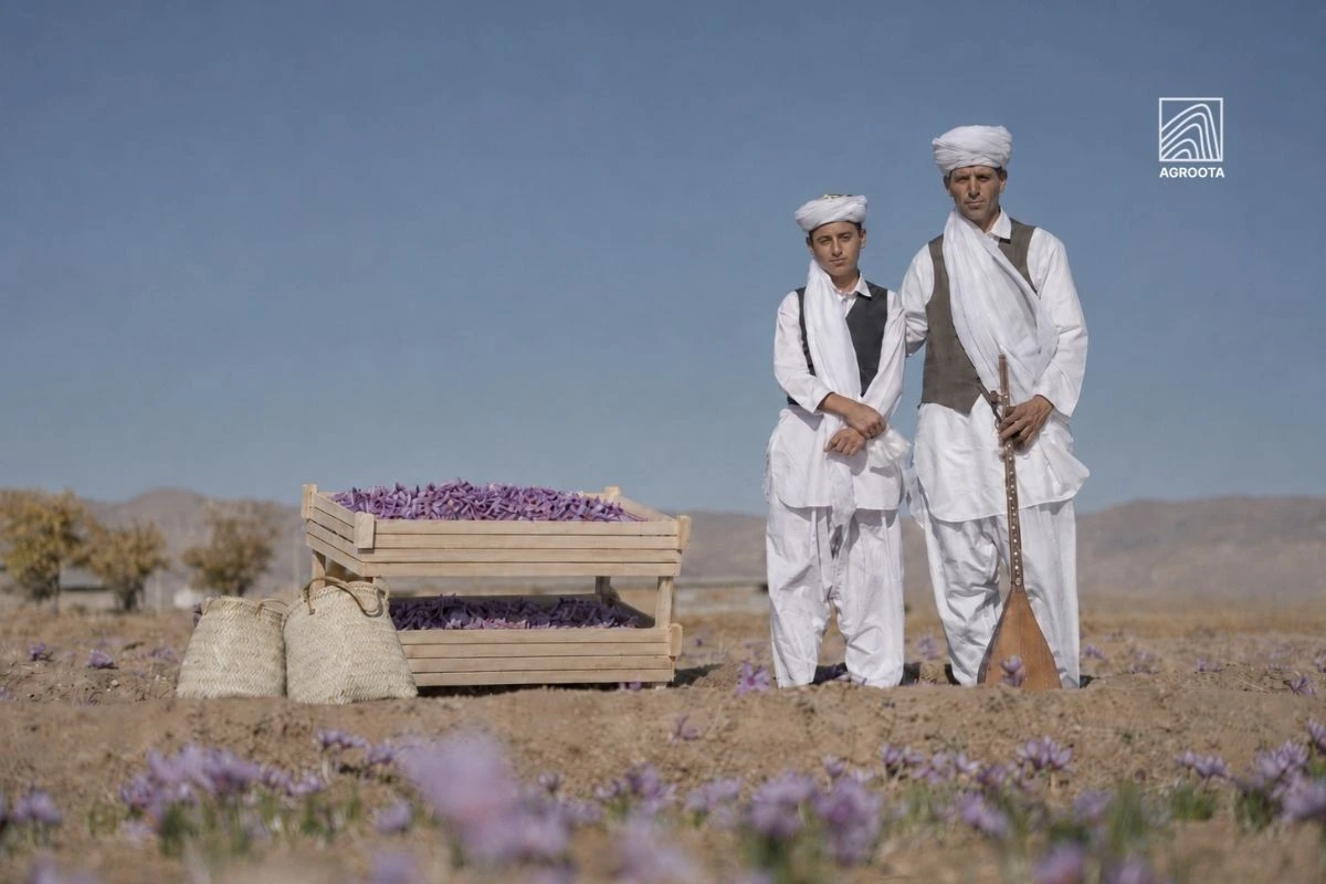 Saffron Buying Guide
