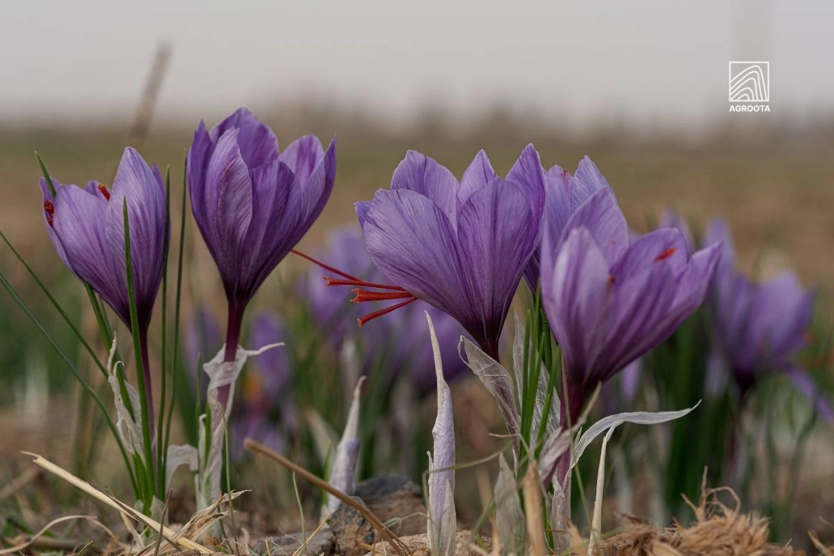 benefits of saffron