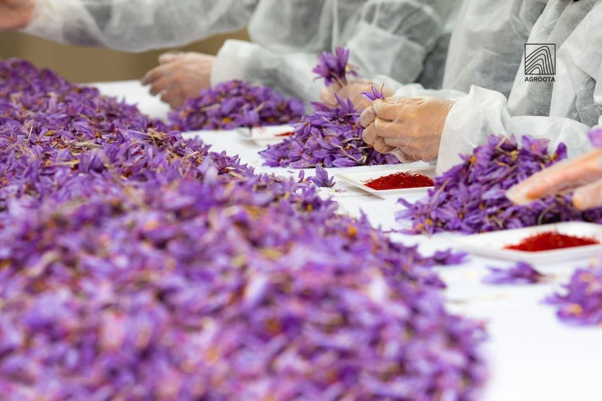  Best Saffron Substitutes 