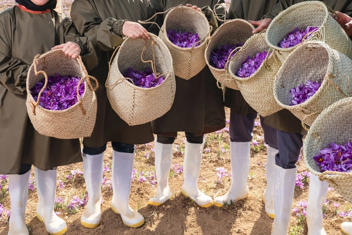 substitute for saffron threads