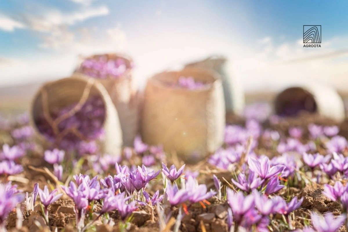 Safflower vs Saffron: Key Differences in Taste, Color & Price