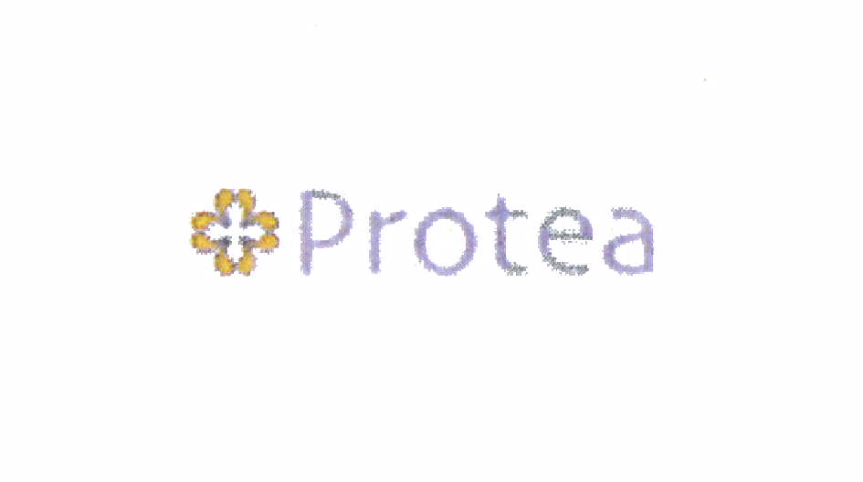 Protea