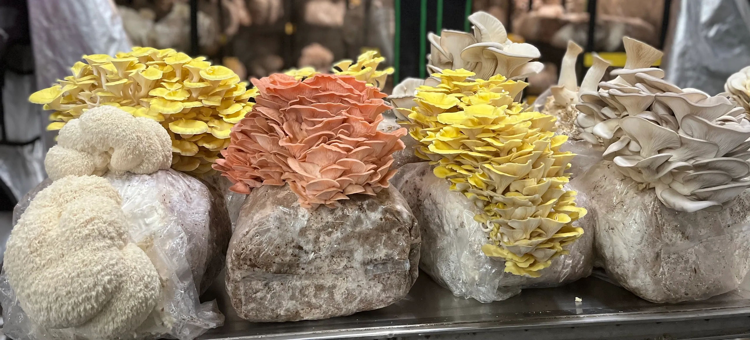 Mushroom Grow Kit | Capstone