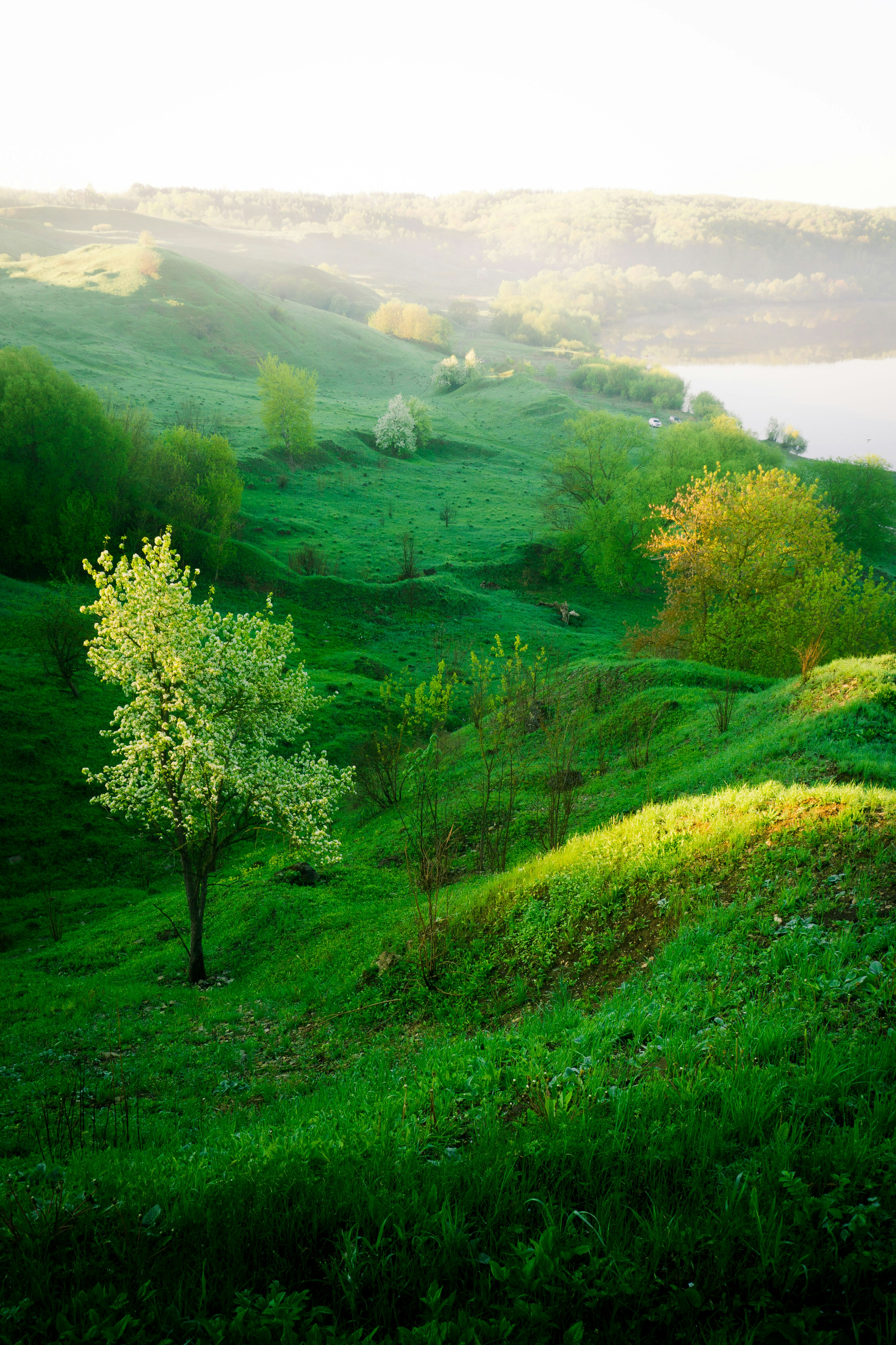  Image of green grass and trees in a field with mist in the background. 