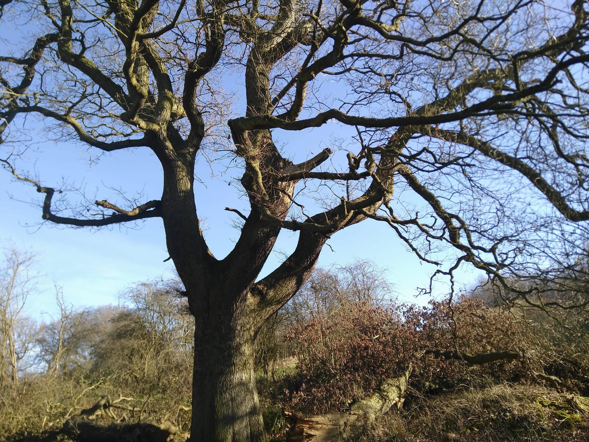 Image of the Feanedock Oak in winter with no leaves. 