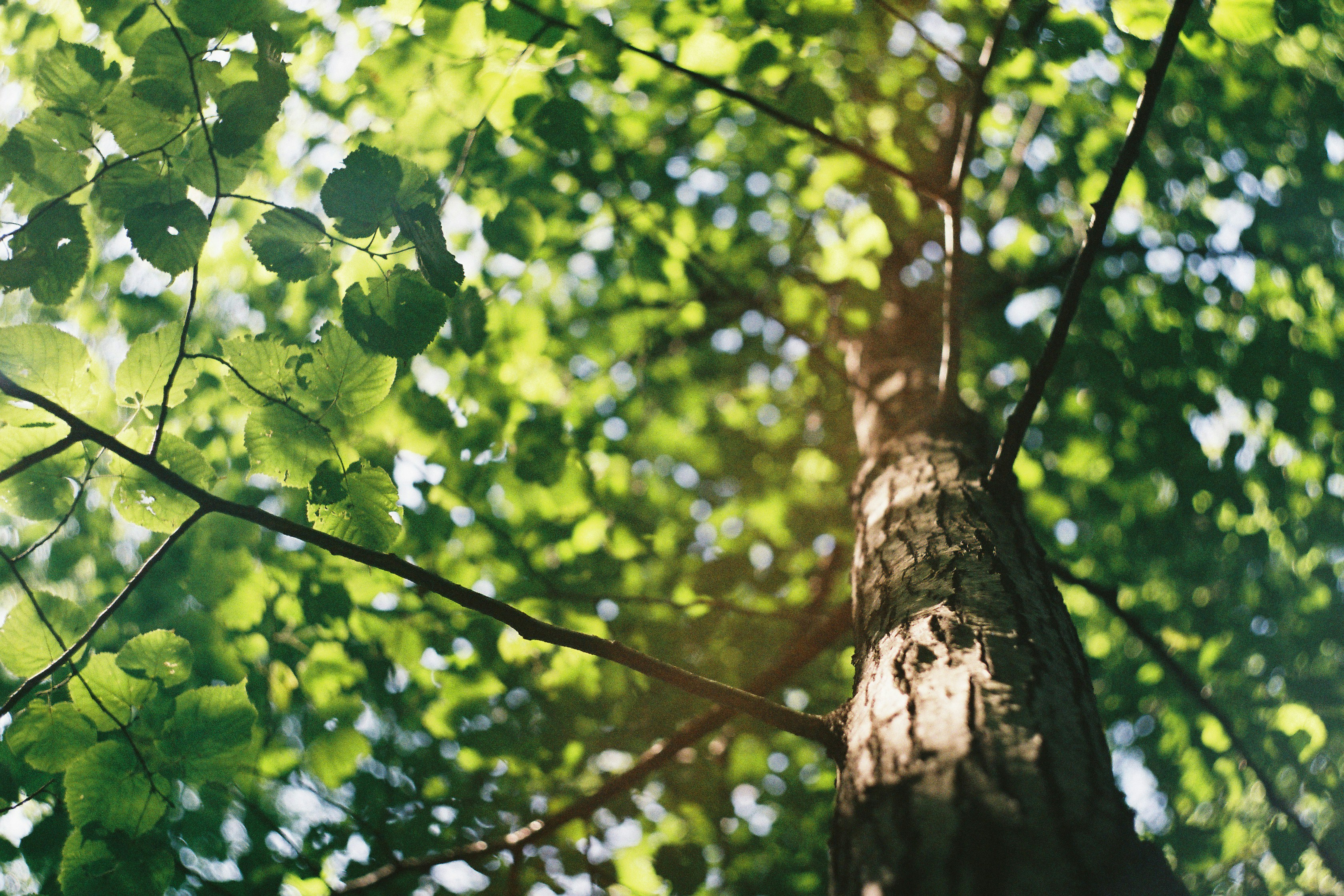 View of a tree's branches from beneath. 