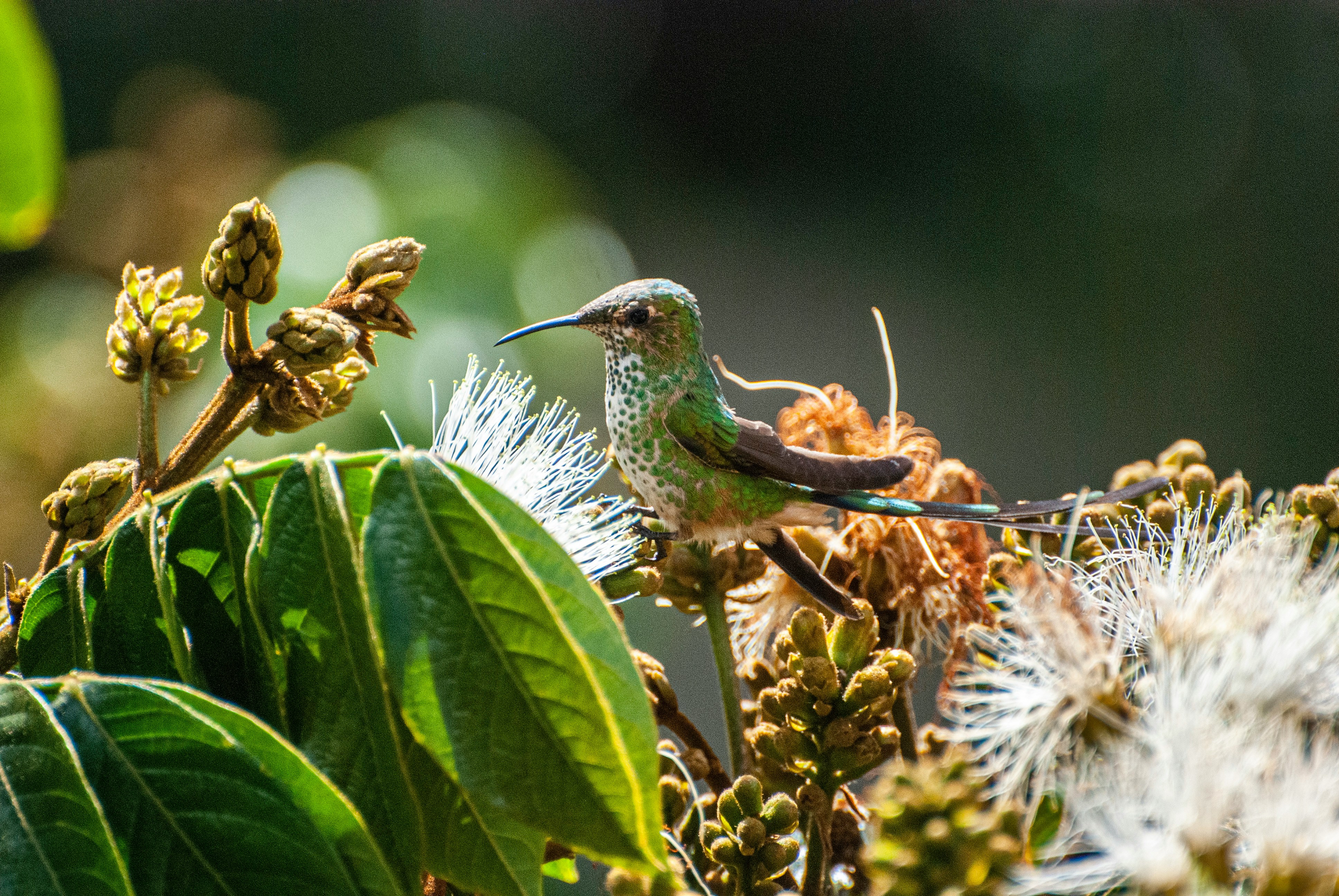 Image of a green hummingbird surrounded by leaves and flowers.
