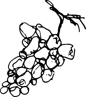 Fare un Giro Illustration Trauben schwarz