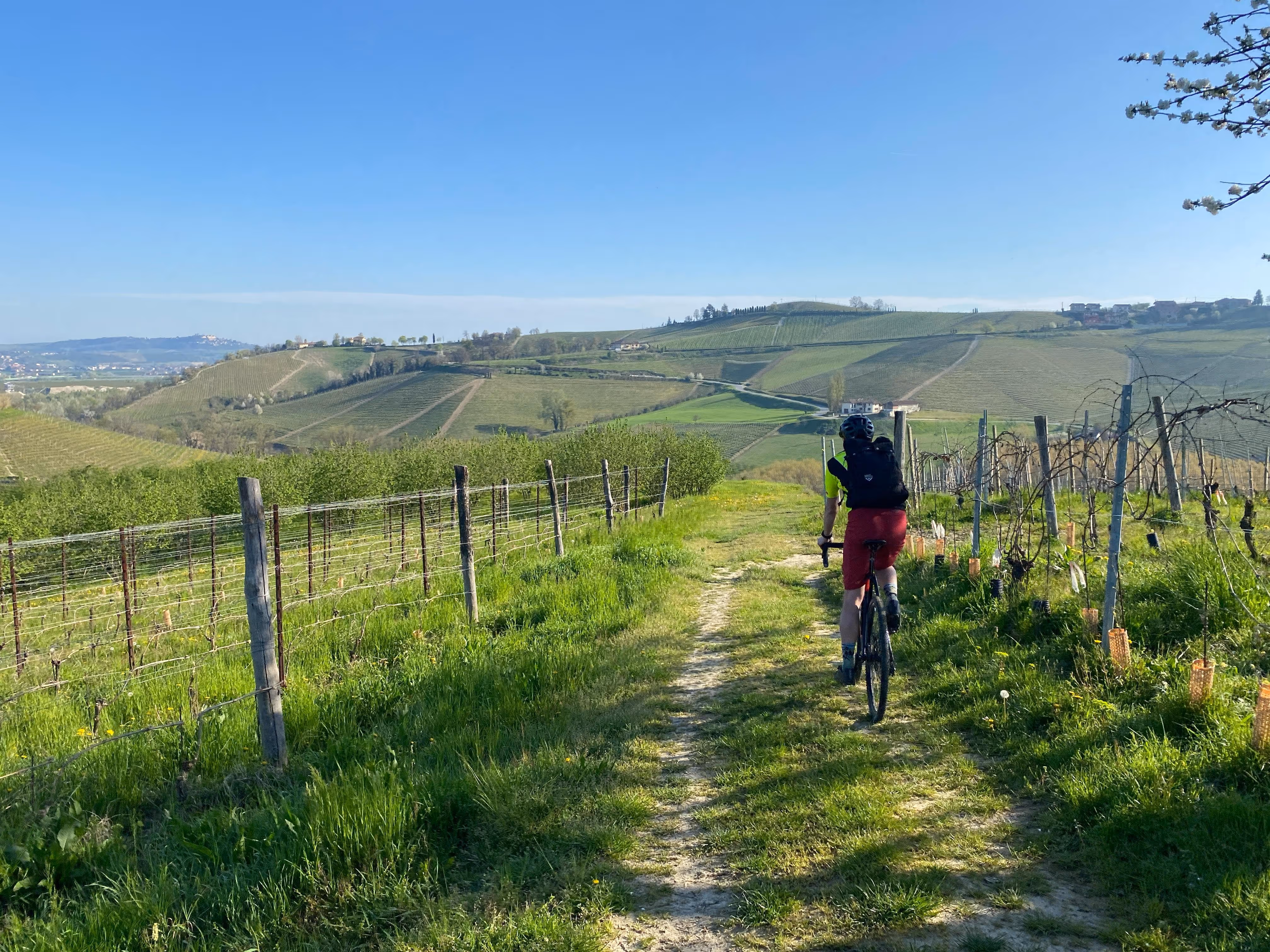 Radfahrer fährt durch die Weinberge im Piemont.