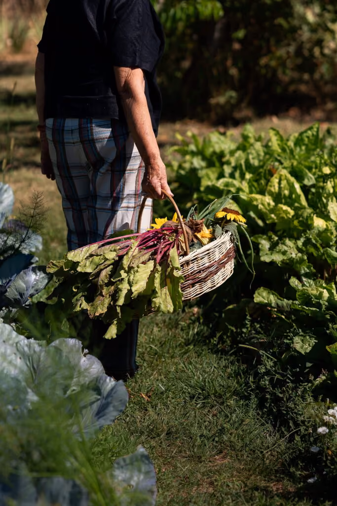Eine Person trägt einen Korb mit frisch geerntetem Gemüse und Blumen in einem Garten mit grünem Blattgemüse.