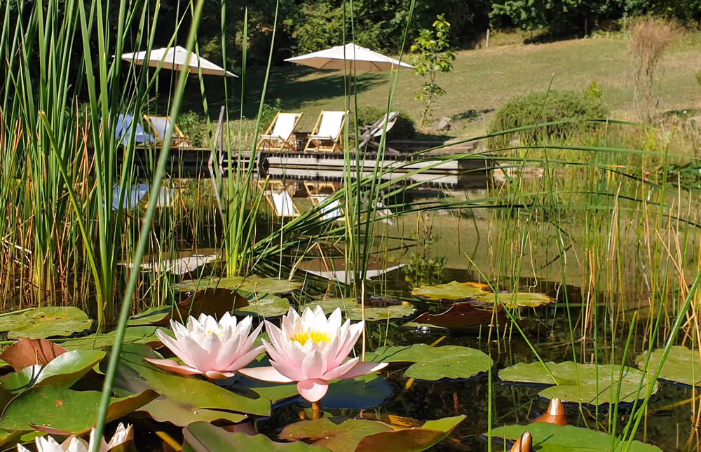 Blick auf einen Teich mit rosa Seerosen und großen grünen Blättern, dahinter zwei Liegestühle und Sonnenschirme auf einem Holzsteg, umgeben von Gras und Büschen.