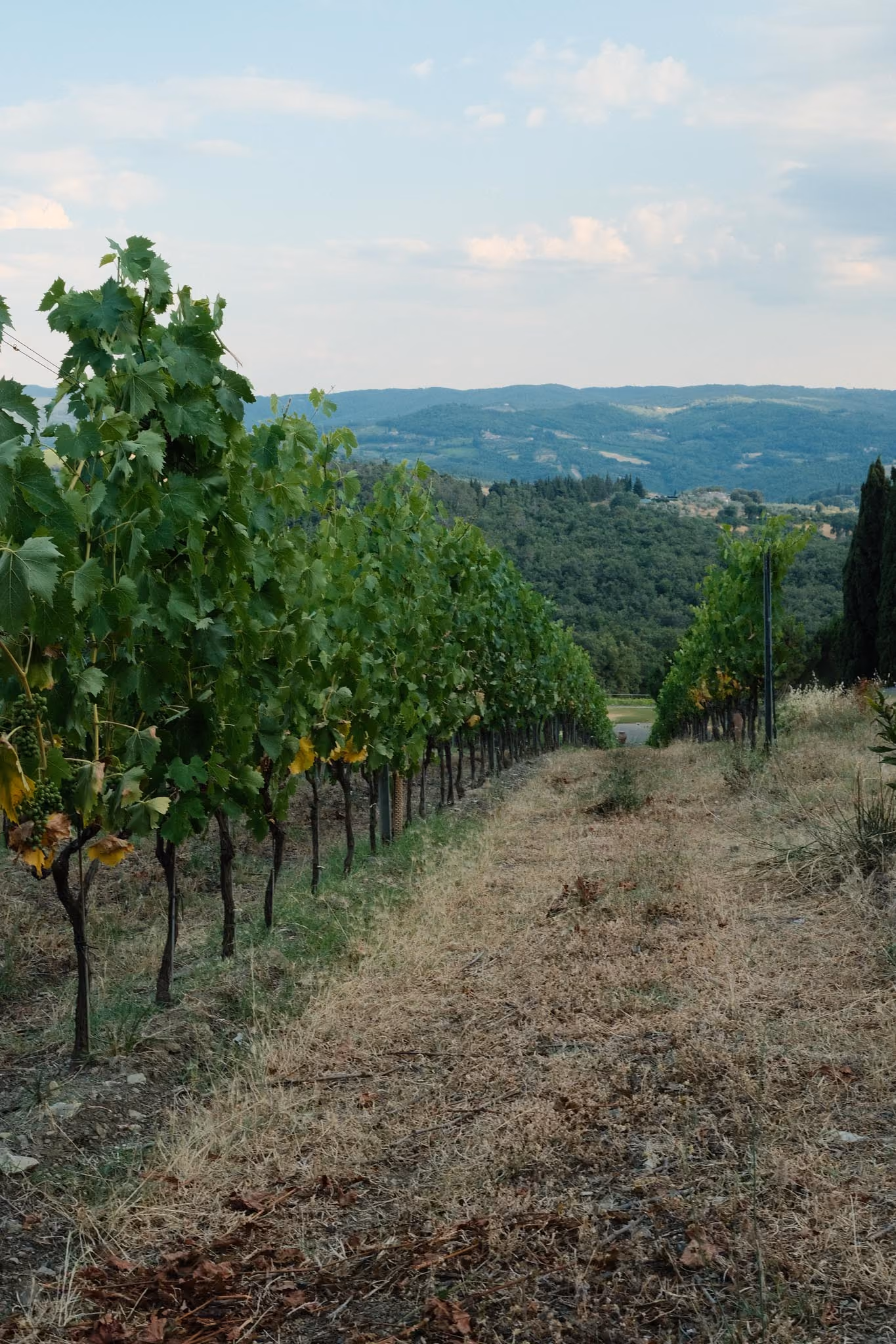 Blick auf Reihen von grünen Weinreben in einem Weinberg mit hügeliger, bewaldeter Landschaft und bewölktem Himmel im Hintergrund.