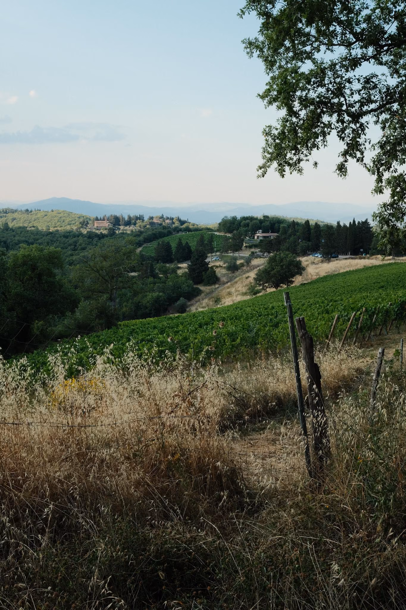 Ländliche Landschaft mit grünen Weinbergen, Bäumen und Hügeln unter einem blassen Himmel, mit einigen Gebäuden im Hintergrund.