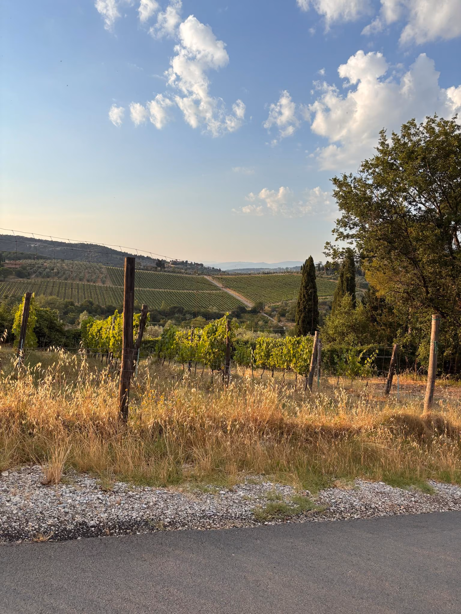 Landschaft mit Weinbergen, Bäumen und einer Straße im Vordergrund unter einem blauen, teilweise bewölkten Himmel.
