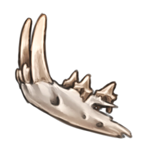 An animal jawbone with large sharp fangs.