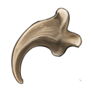 A claw bone.