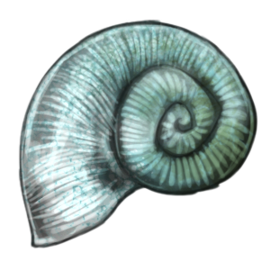 A light blue-grey snail shell.