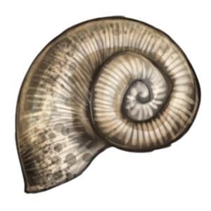 A tan snail shell with darker speckles.