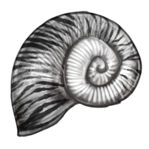 A white snail shell with black zebra stripes.