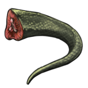 A dark green cut off reptile tail with red meat and bone showing on the base.