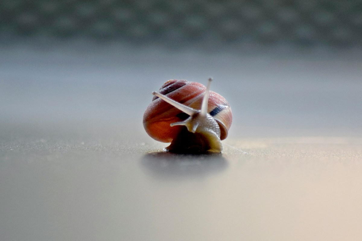 A snail crawling slowly, representing a slow-loading website losing customers