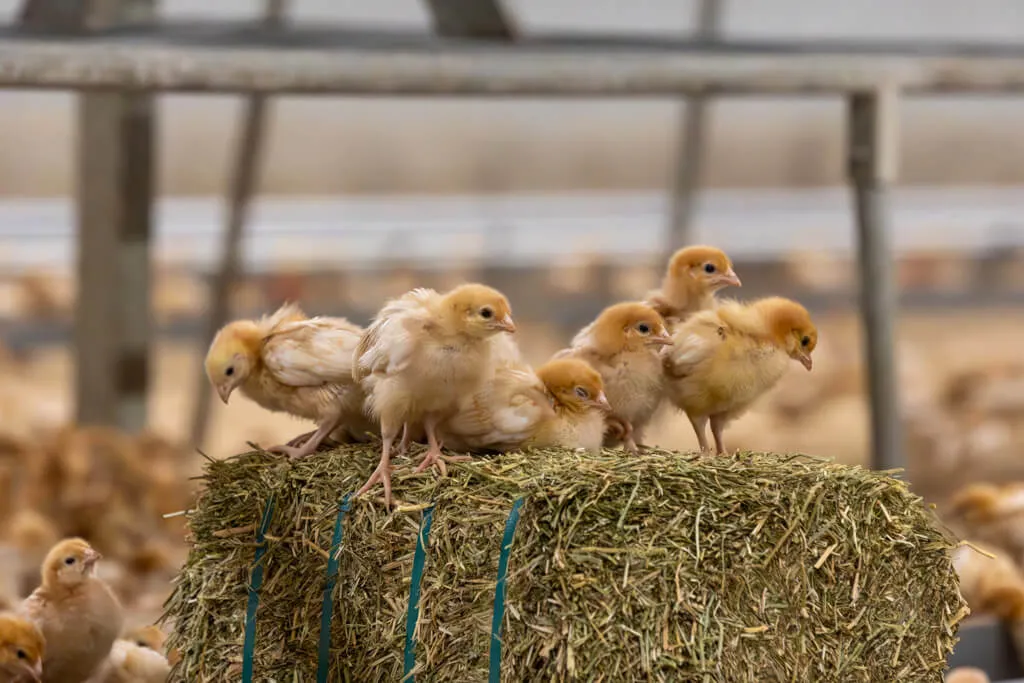 lloyds animal feeds chicks