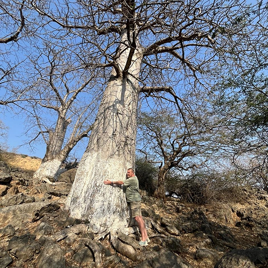 Man hugging a large, leafless tree with a thick white base on rocky terrain under a clear blue sky.