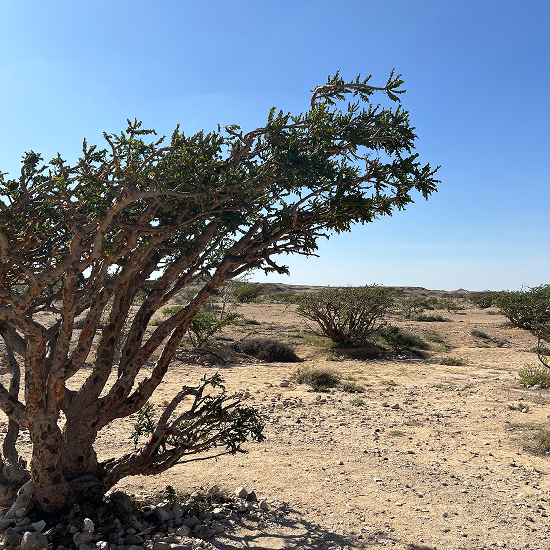 A resilient tree with twisted branches in a dry, rocky desert under a clear blue sky.